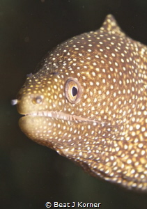 Tiny white mouth moray eel checks out the photographer. by Beat J Korner 